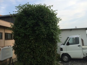 IMG_4507
