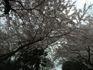 IMG_5571
