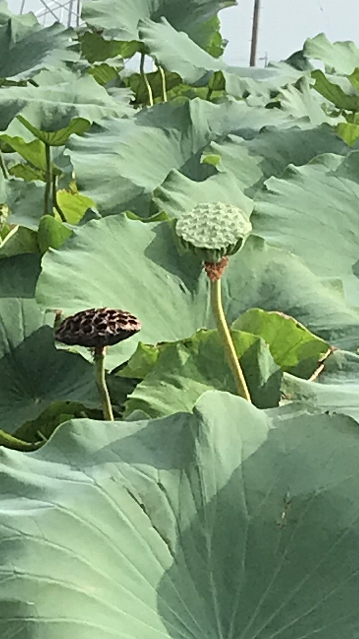 今のレンコン畑は 板金加工 切削加工 薄板溶接はいい仕事本舗 株式会社nimura